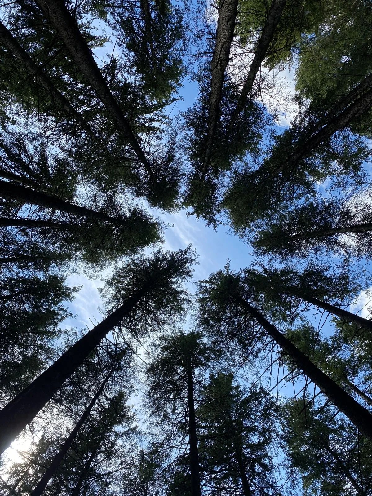 pointes d'arbres en direction du ciel bleu illustrant la chirurgie de l'aura